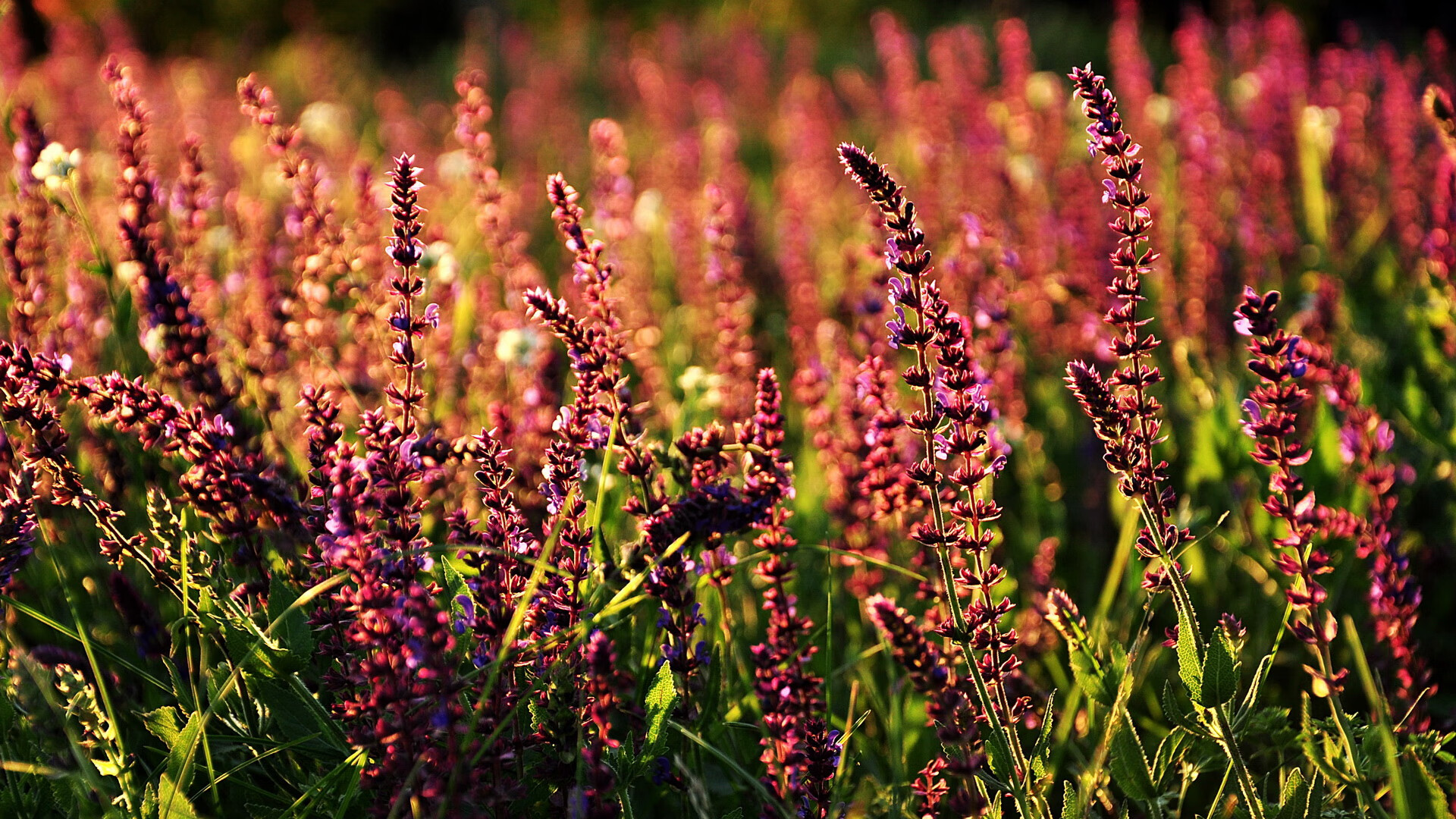 时代巨轮与个人锋芒，字母哥爆发，太阳提前终结悬念猛龙