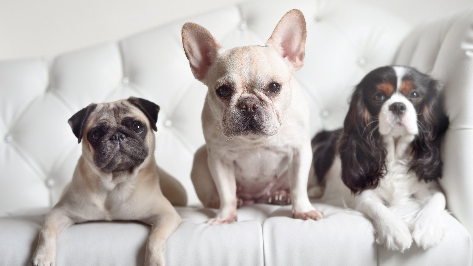 老鹰利爪撕裂申城，浓眉一柱擎天定乾坤