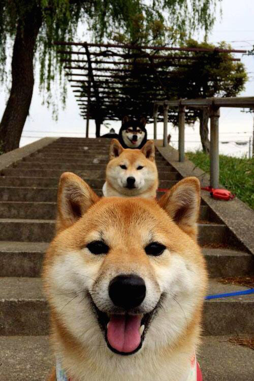 铁壁前的狂想曲，当叹息之墙库尔图瓦，为蓝军的冰岛征服序曲定调