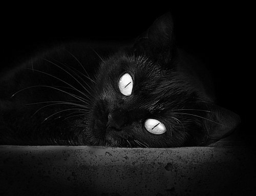 星河横跨大西洋，当足球圣殿与篮球神殿同频共振