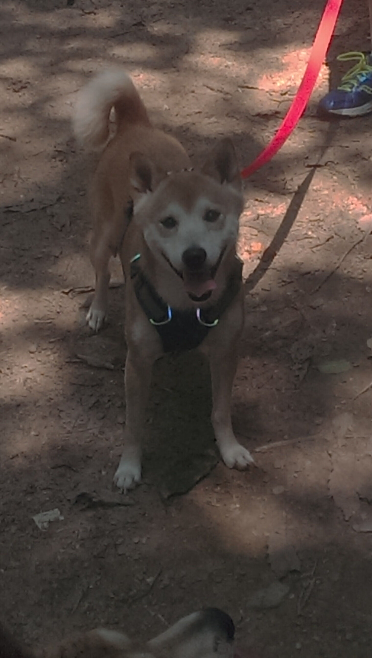 奥纳纳，新时代中场模板，法国力克比利时背后的攻防艺术