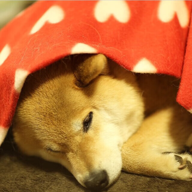 保罗末节狂飙导演逆转好戏，上海队稳扎稳打力克北京队