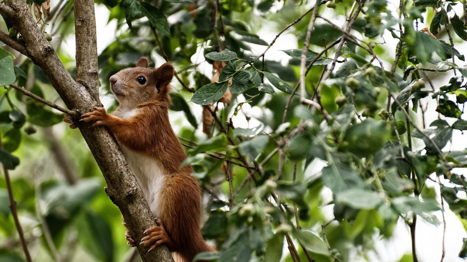 新西兰爆冷淘汰皇家社会,加维硬仗之王本色震撼足坛