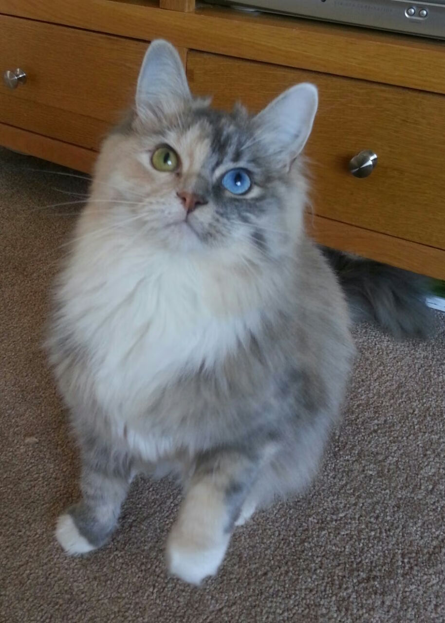 舞台的尺寸由勇者丈量,凯塞多的光芒与阿根廷的征途