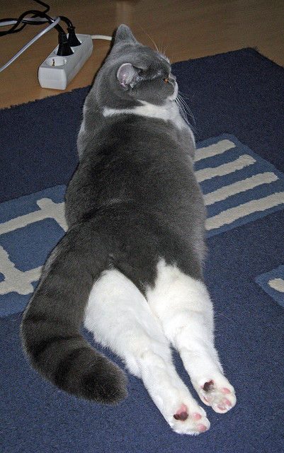 红黑公牛绝地反击！欧冠式突围战掀翻上海滩