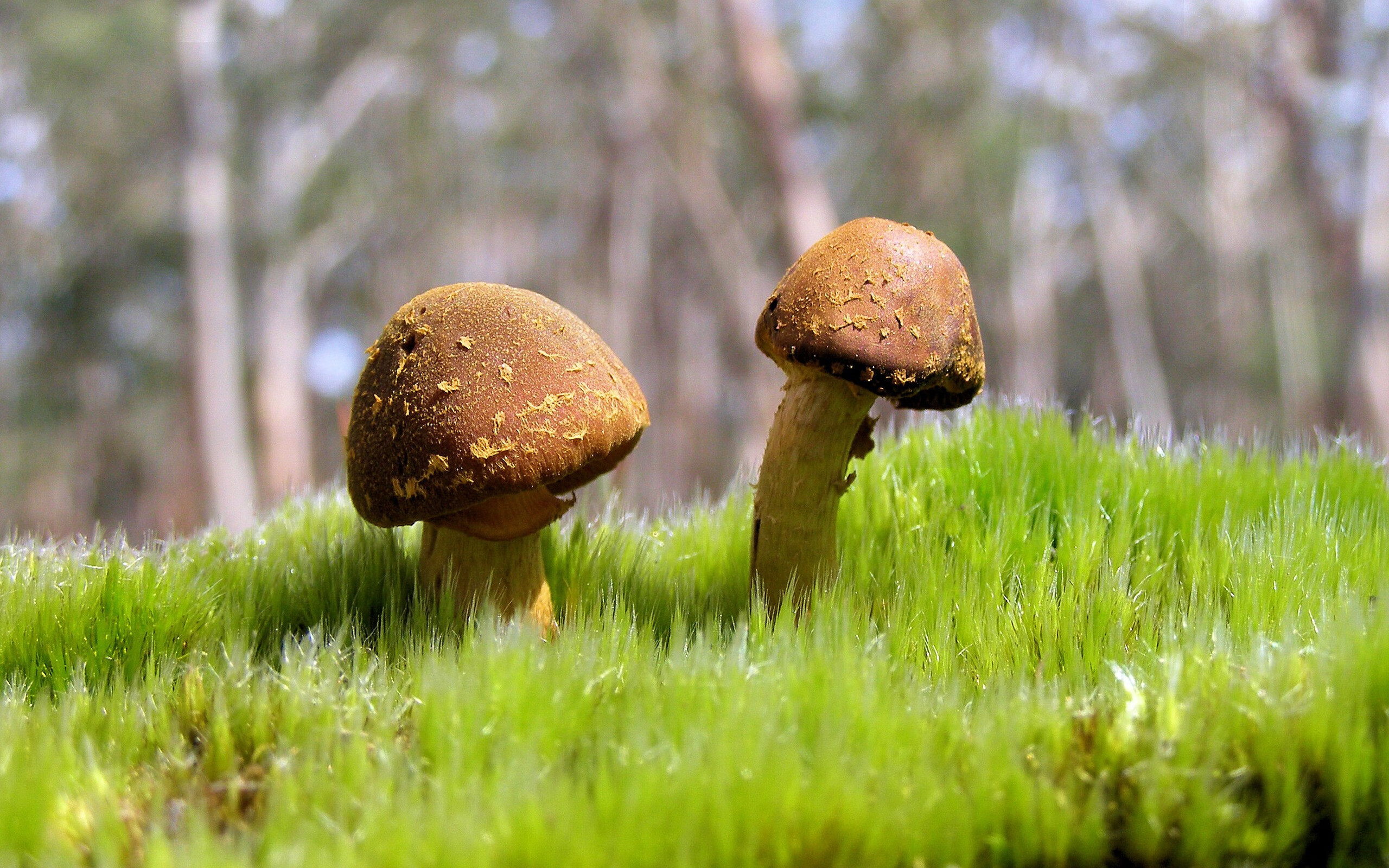 范弗利特神兵天降,上海滩见证凤凰涅槃