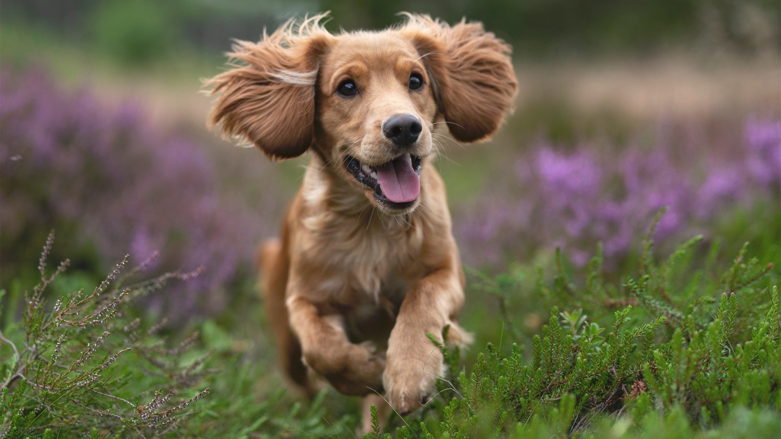 东方的蓝色狂潮轻取火箭，西方的三分雨完成不朽里程碑