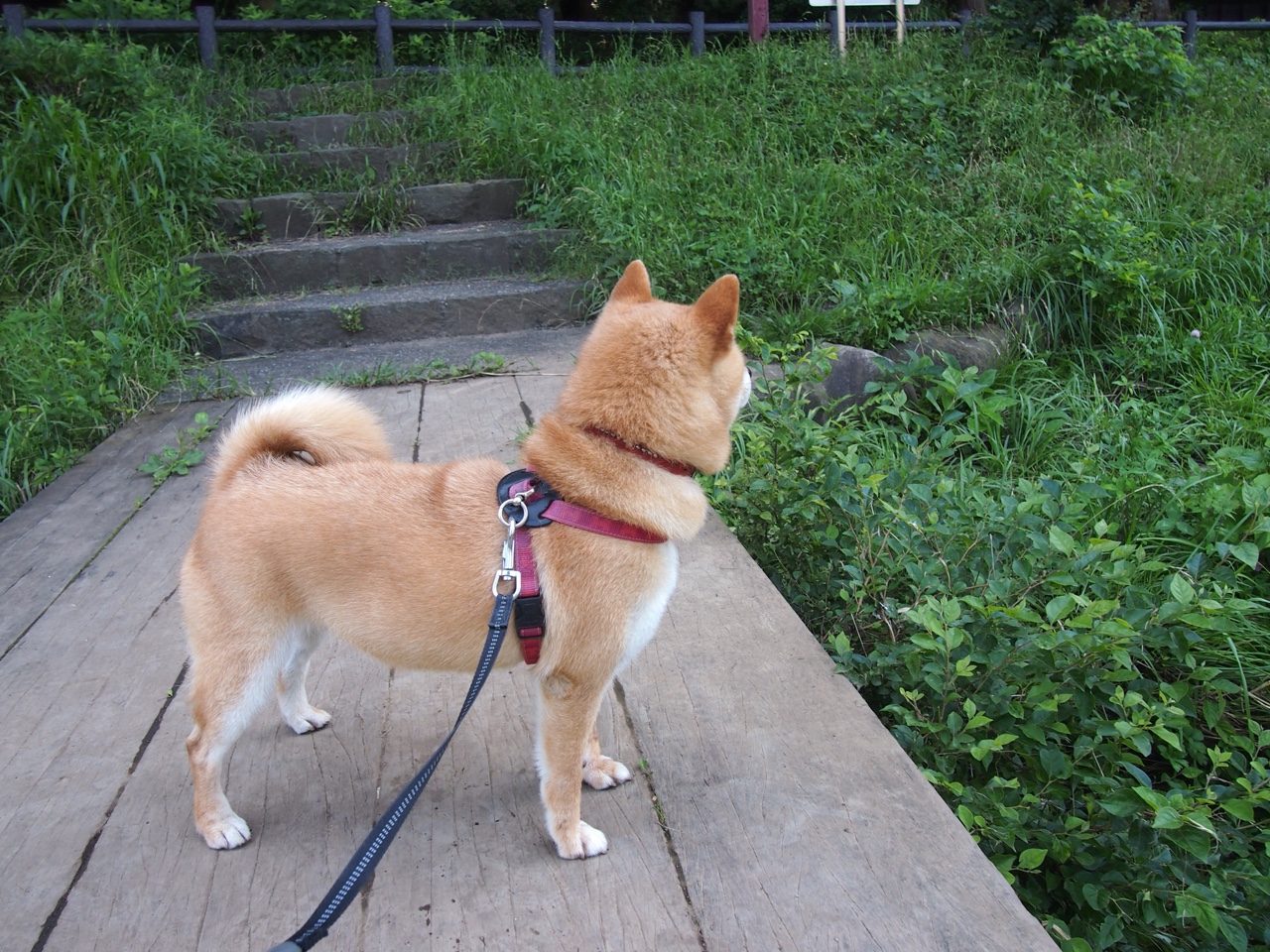 森林狼强势终结山西队，杰伦格林欧冠半决赛接管比赛，篮球世界的跨域交响