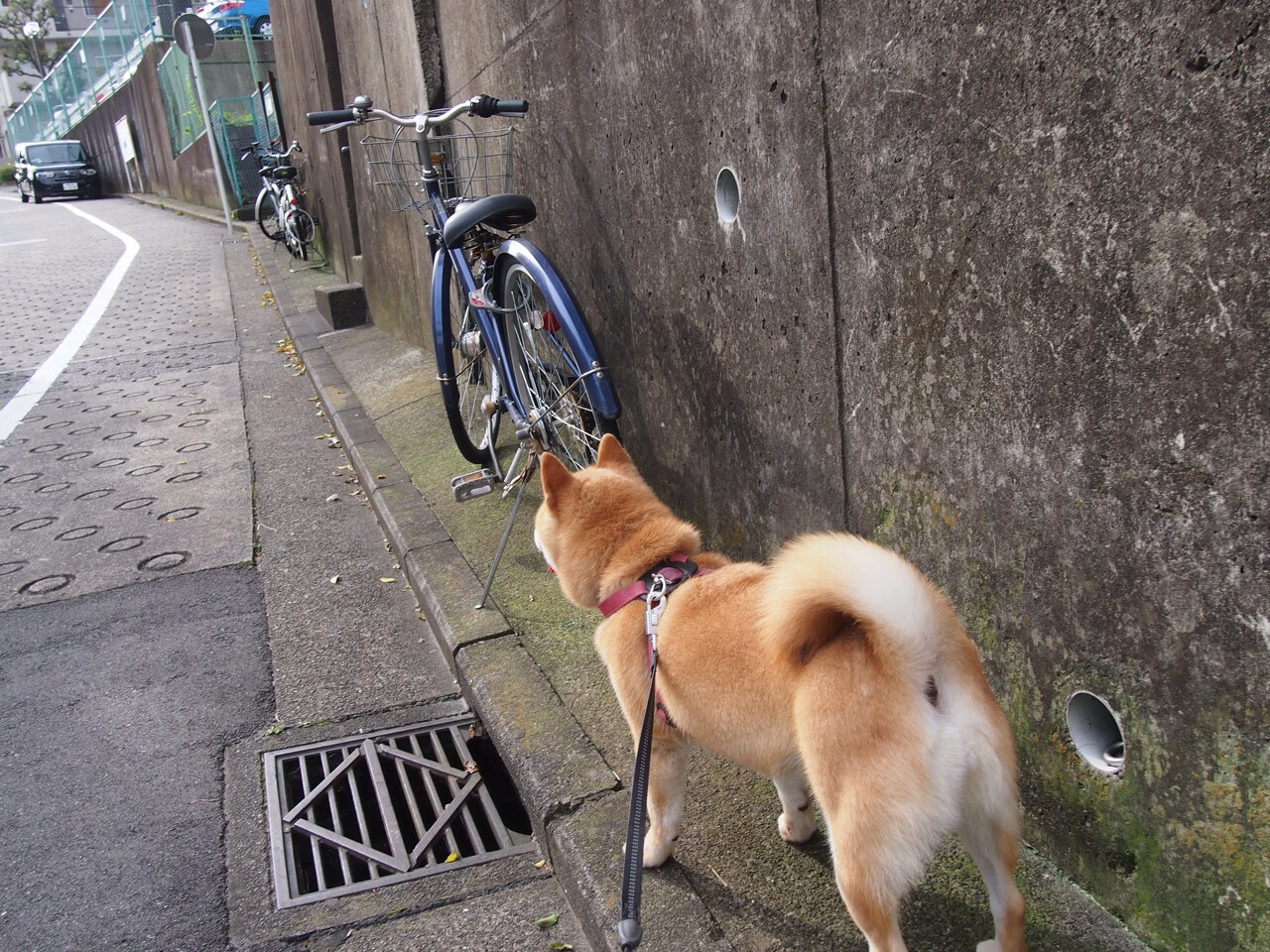 巴尔韦德运筹帷幄,厄瓜多尔碾压加纳展现南美锋芒