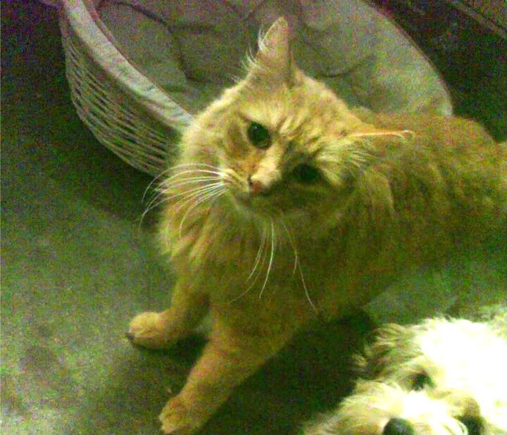 当印加雄鹰遇见安达卢西亚红,萨内一箭穿心定乾坤