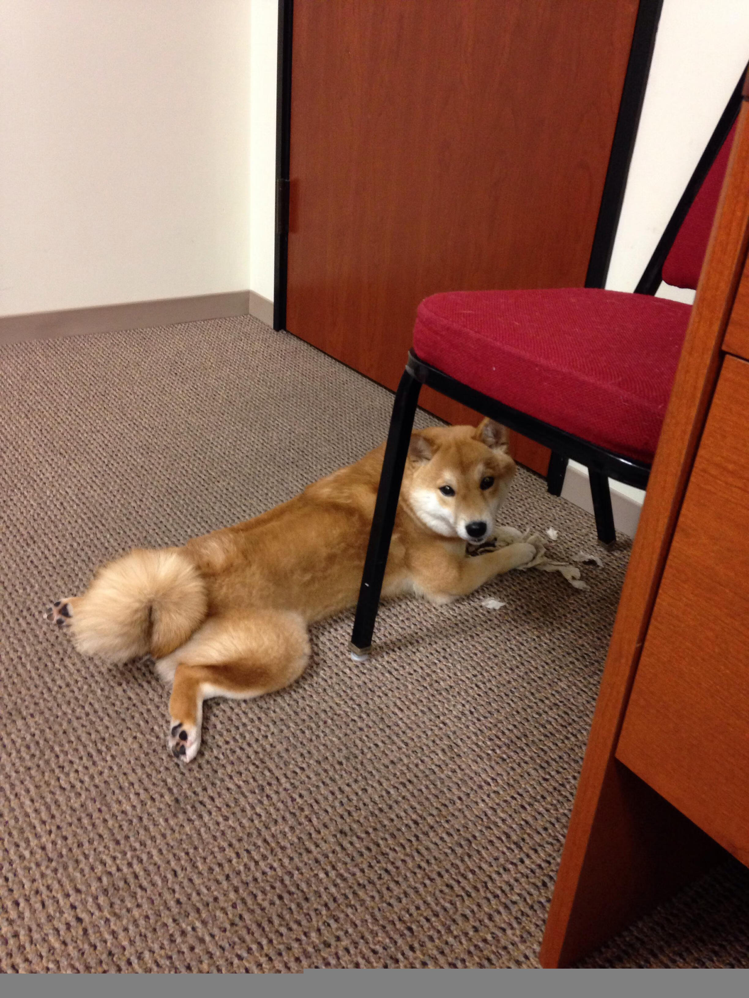 铁血防守对阵华丽天赋，拉梅洛如何冷面肢解公牛攻势？