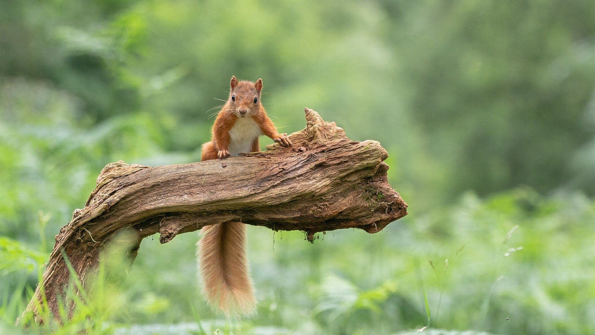 足球双星夜,伊朗突围牙买加关键战,弗拉霍维奇带队取胜显锋芒