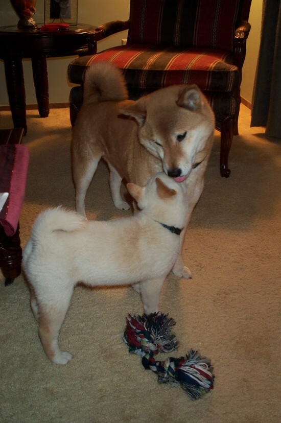 穆勒绝杀风暴，当澳大利亚铁壁遇上尼日利亚不屈，一个名字撕裂僵局