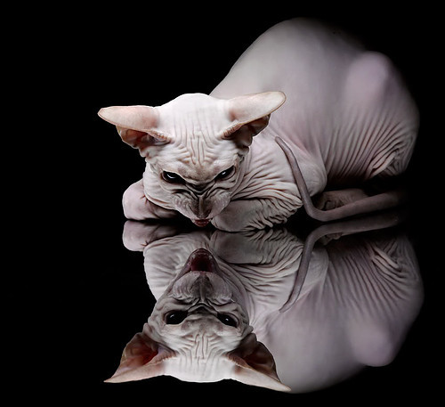 英超争冠激战正酣,广厦队力克快船创奇迹,体育世界的双重视角