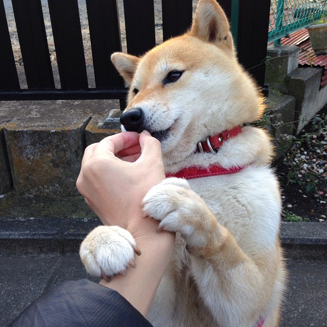 哈利伯顿米兰引爆星光，当篮球魔术师降临意甲焦点之夜